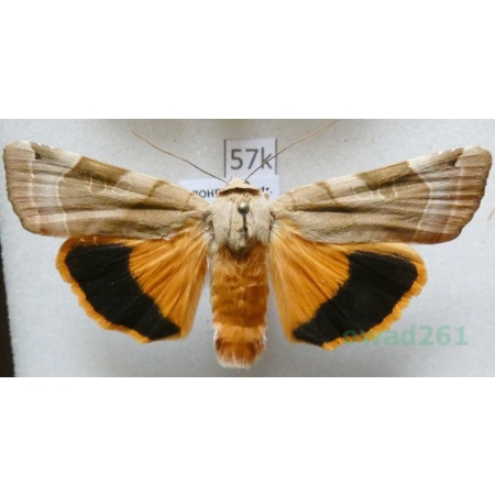 Noctua fimbriata (Schreber, 1759) Rolnica aksamitka Czech57k